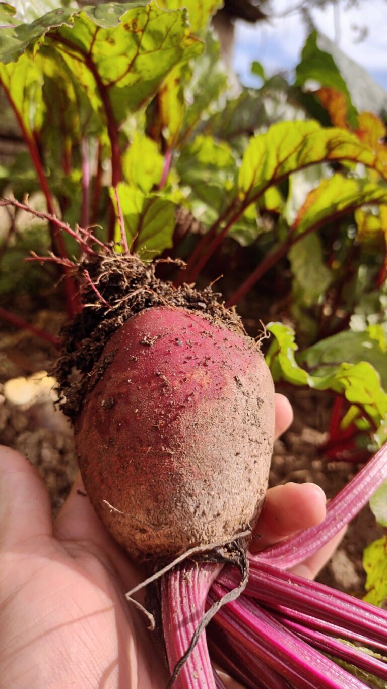 WhatsApp Image 2026-02-16 at 14.07.05