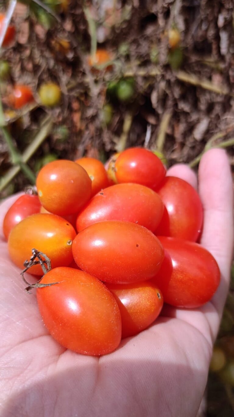 WhatsApp Image 2026-02-16 at 14.07.15